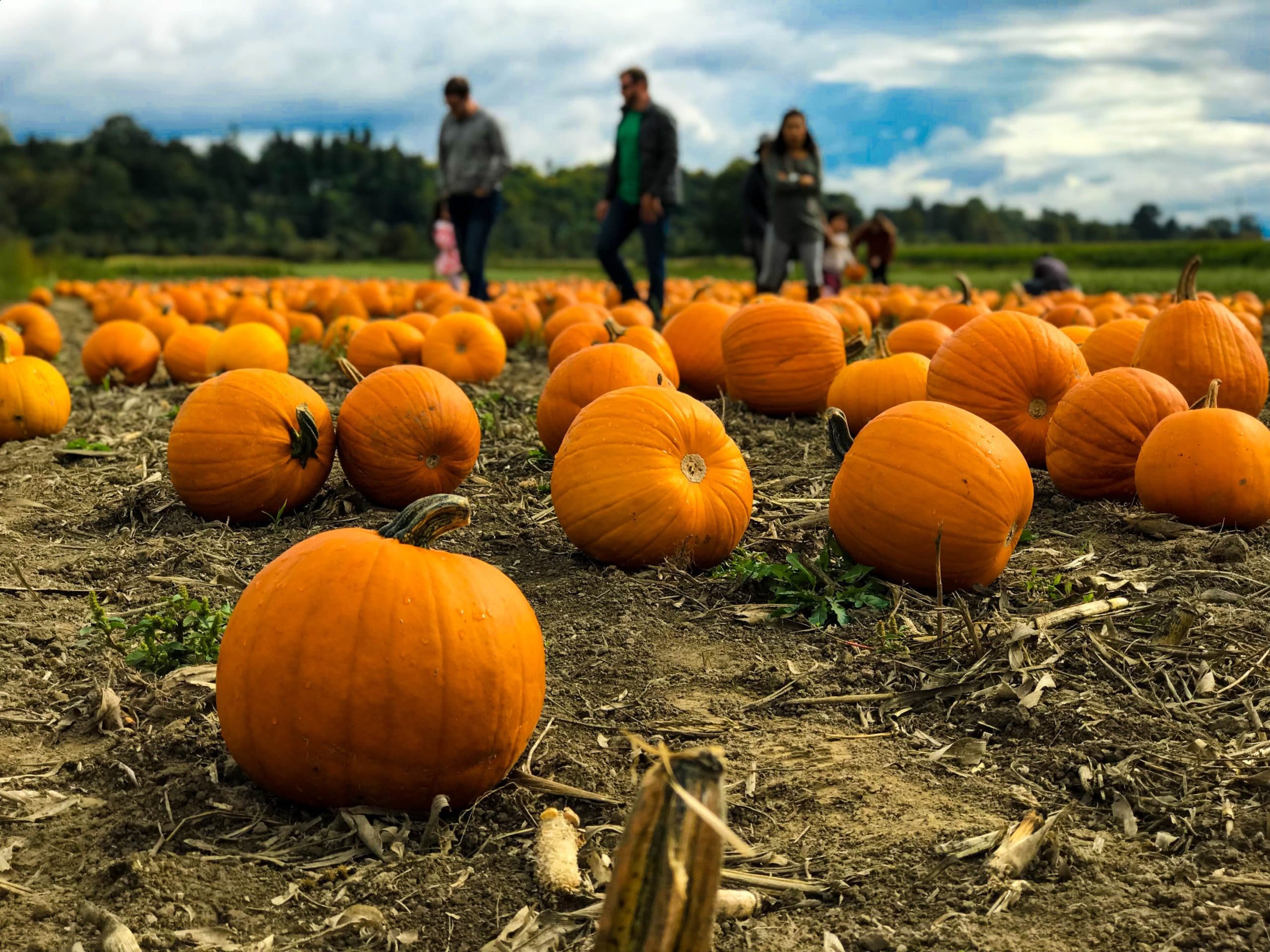 pumpkin autumn activities